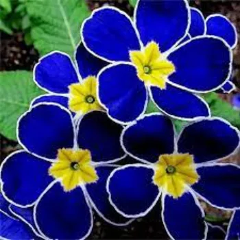 Cheerful Pansy Plant 8-pansy plant-6155643-46972.webp